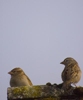 Greenfinches