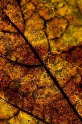 Leaf Texture