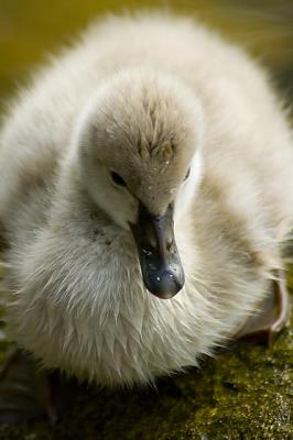 Cygnet