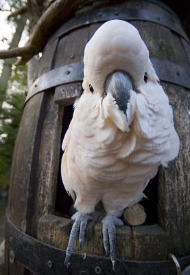 v3/40/565940/3/50468446.SalmoncrestedCockatoo.jpg
