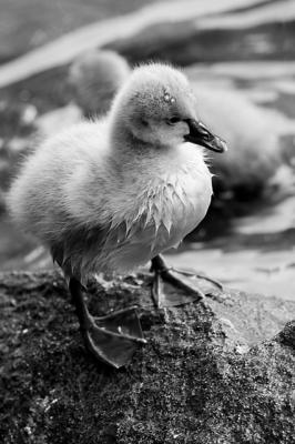 Cygnet