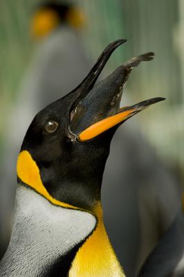 King Penguin