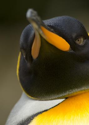 King Penguin