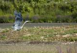 Heron Take Off