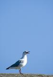 Gulls Life