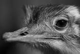 Rheas