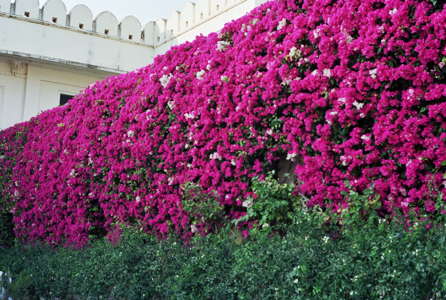 Bougainvillaea, City Palace