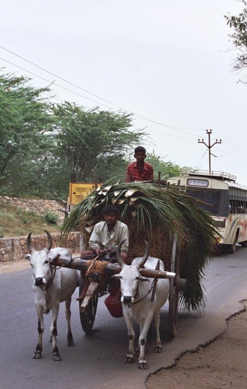 Bullock cart en route to Tiruchendur