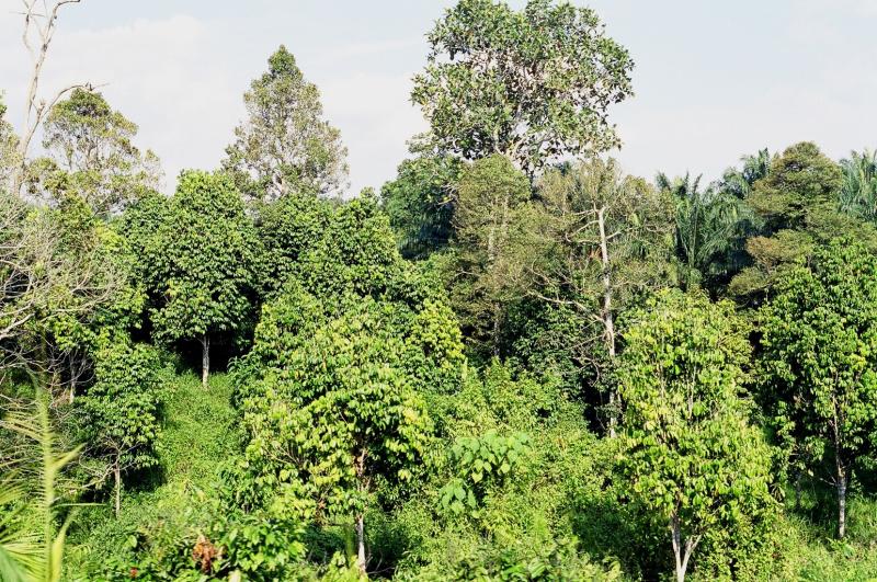 Typical jungle scenery from the train