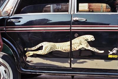 Leopard on a taxi