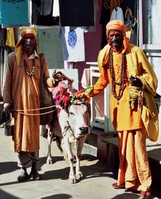Sadhus and cow with an extra leg