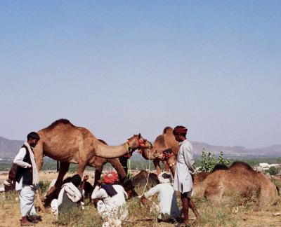 Camels and cameleers