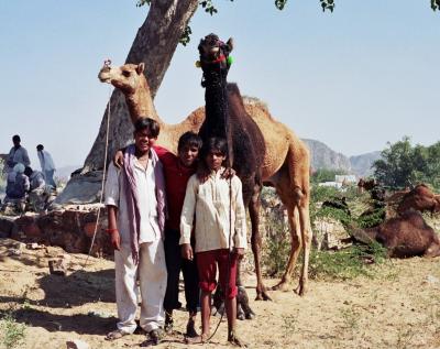 Boys with camels