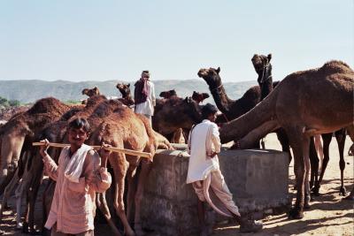 Camels drinking at a well