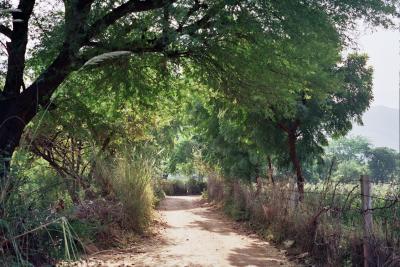 Leafy country lane - a surprise in arid Rajasthan!