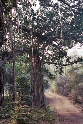 Typical jungle, Ranthambor