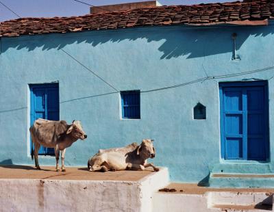 Cows in main street, Orchha