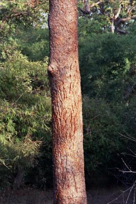 Scratches made by a tiger sharpening its claws