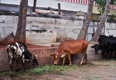 Cows, Sri Meenakshi temple
