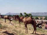 Camels as far as the eye can see