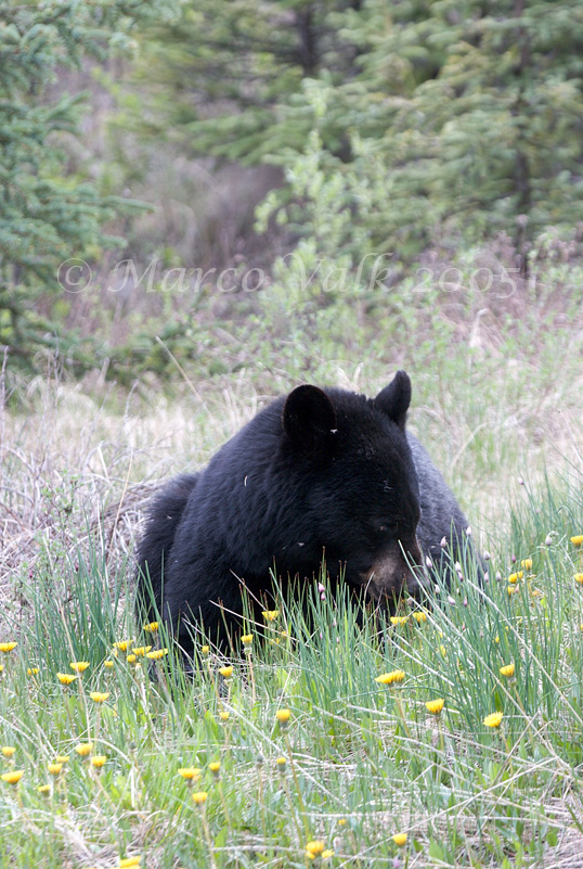 Black Bear