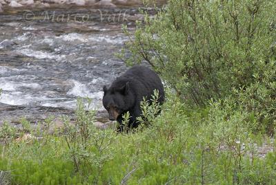 Black Bear