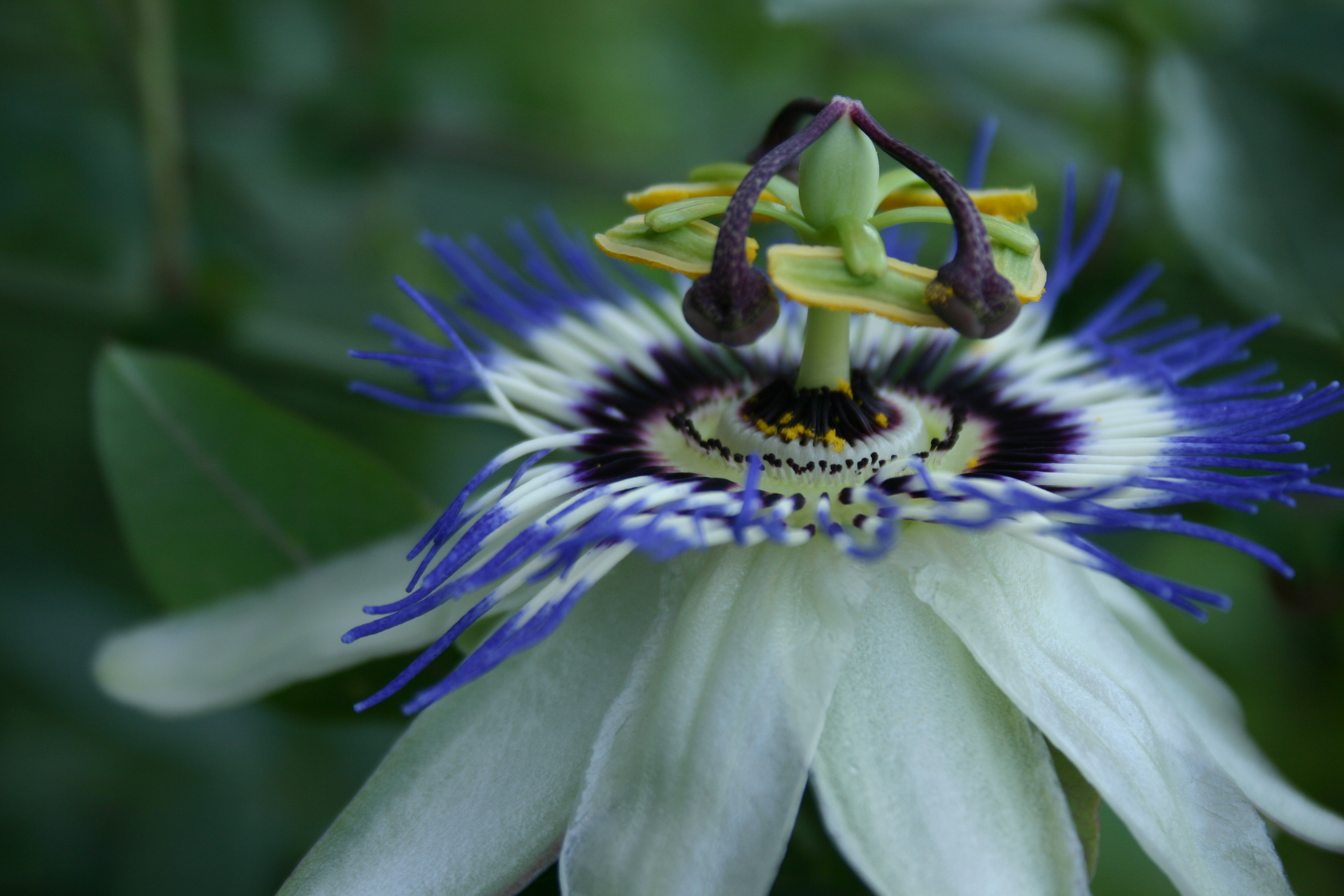 Passion Flower