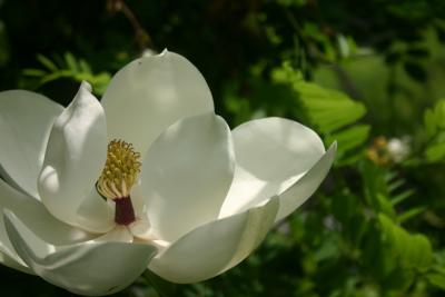 Magnolia at Blandy
