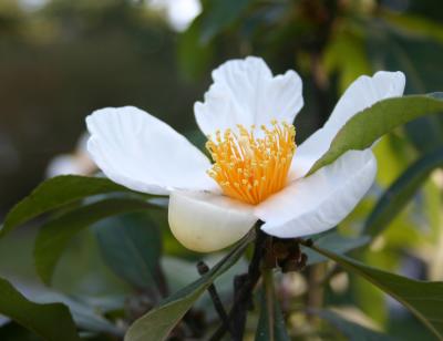 Franklinia, an endangered plant