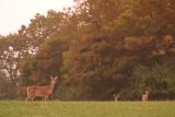 Deer at Sunset, Blandy Farm.