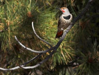 Northern Flicker