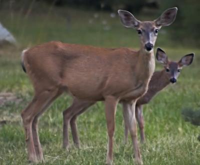 Mule Deer with fawn