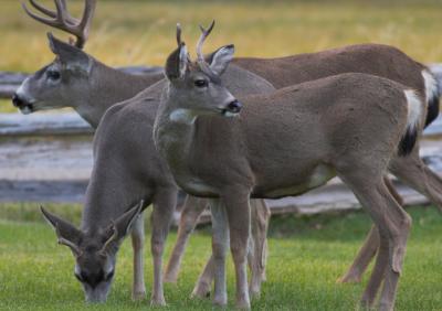 Buck with twin yearlings