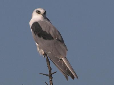 White-Tailed Kite