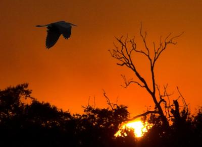 Egret Flying into the Sunset