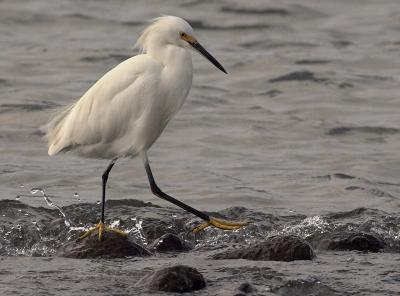Snowy Egret with a purpose