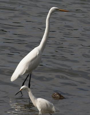 Two Egrets Compared
