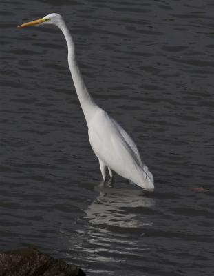 Great Egret Fishing