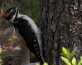 Hairy Woodpecker