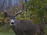 Buck Mule Deer