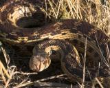 Giant Gopher Snake