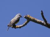 Western Kingbird