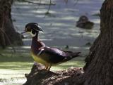 Wood Duck