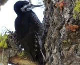 Black-Backed Woodpecker