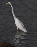 Great Egret Fishing