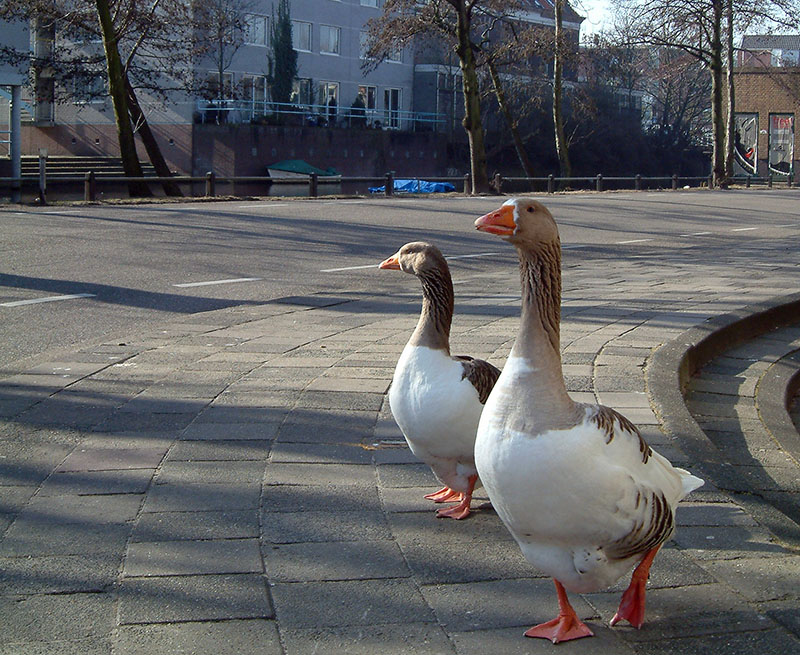 Leiden