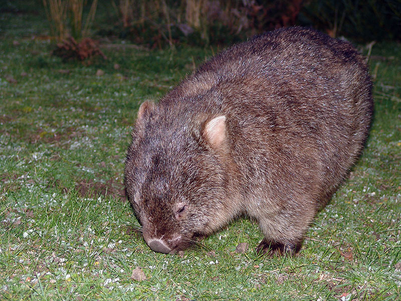 Wilsons Promontory