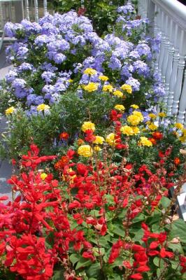 Salvia, Marigolds, and Plumbago
