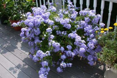 Some Flowers on the Back Deck