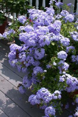 Plumbago Bush